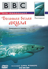 BBC: Плотоядные Большая белая акула Серия: Плотоядные инфо 13259j.